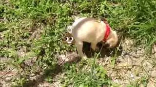 Potty Training in the Backyard | Kai the Pug
