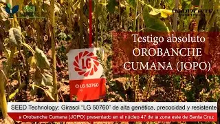 SEED Technology: Girasol &ldquo;LG 50760&rdquo; resistente a Orobanche Cumana (JOPO)