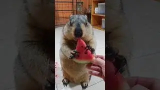 Relaxing watermelon chewing sound of chubby marmot #cute #cuteanimals #animals