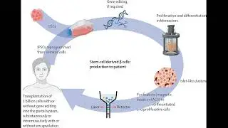 The Future of Type 1 Diabetes Therapy. The Lancet Journal, September 19, 2025