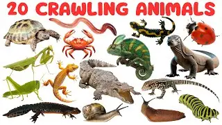20 Crawling Animals for Kids | Insects, Reptiles & Bugs Learning Video🐍🦎🐊
