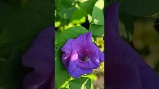 #aprajita #aprajitamythologicalvalue #life#ytshorts