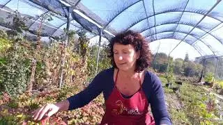 Come si coltiva la nandina fire power