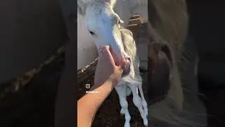 &eacute;gua crist&atilde;o e seu filhote Don #cavalo
