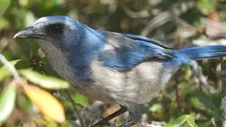 Florida Scrub-Jay call