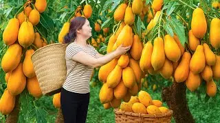 Harvesting Hybrid Honey Papaya & Go To Market Sell | Making Delicious Traditional Salad