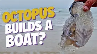 Greater Argonaut🐙 | The Octopus That Sails in a Paper Boat!