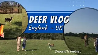 Deer Park - Free Parking in Knole Park - Things to do in Kent - #1 Outdoor Activities in England