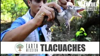 Conservaci&oacute;n de fauna silvestre: Tlacuaches.