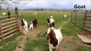 Farm animals and their babies