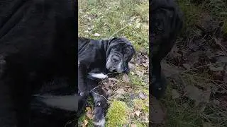 Неаполитанский мастиф, на чили на раслабоне