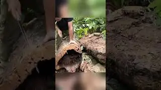 Tree Base Camp | Tree Hollow Shelter | Inside Tree Survival Shelter