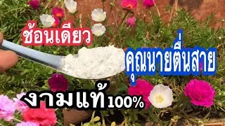 เคล็ดลับ!! บำรุงคุณนายตื่นสาย #ปลูกคุณนายตื่นสายให้งามแบบร้านขายต้นไม้ สูตรนี้ทำขายได้จ้าแม่ก้อยพาทำ