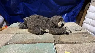 Destroy Folkmanis Raccoon Puppet Stuffed Animal Cut And Rip To Pieces