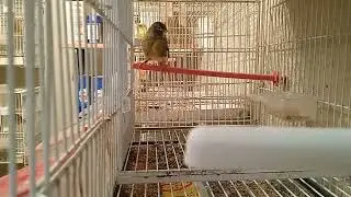 Timbrados.
