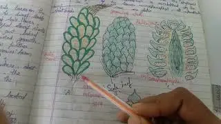 Pinus ( male cone )