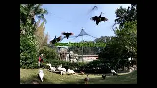 Bird Aviary Mesh