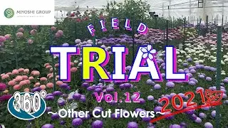 【360 degree VR】MIYOSHI Field Trial 2021 Other Flowers vol.012