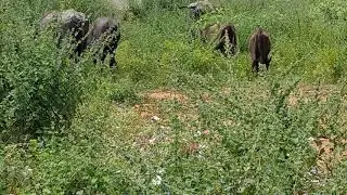#agrianimals the desi baffelos searching their food in the afternoon .