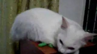 Sleepy Cat