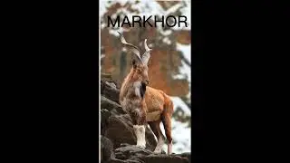 Guess Pakistan🇵🇰 national animal?#shortsfeed #shorts #information