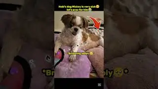 Hobi's dog Mickey is very sick🥺 let's pray for him😭