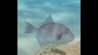 Diving Lady's Mile