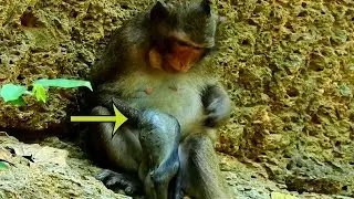 So Sad Young Mommy Monkey Aborted Baby In Mila Group|Young Mom Gave A New Birth Dead On 11th March