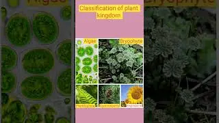 Classification of Plant Kingdom #shorts #biology #viral