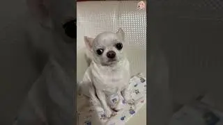 Забавные собаки 🐶 Попробуйте не засмеяться 😜 (У вас ничего не получится!) #Короткометражки Часть 64