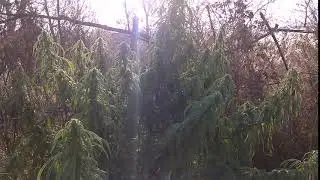Neville's haze fem (GHS) in Russia 44&deg;N