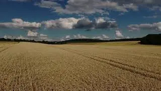 Wheat 🌾 Grain Field | by non copyright videos