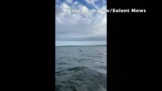 SN Shark Alisha 2   SD 480p
