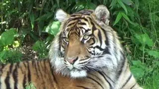ANIMAL SOUNDS SONG (Part 7)  Babies, Toddlers, Preschool, K-2