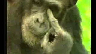 ID Ls 84 tv  Telefe monos 1993