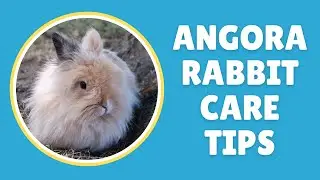 Angora Rabbit Care Essential Tips for a Happy and Healthy Companion | Pet Adventure TV