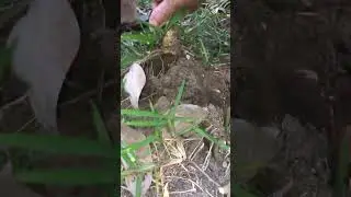 When harvesting cassava, leaves have completely dried out before pulling up the roots/grass grow 3