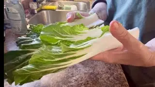 Bok choy #CancerFightingCompounds #Vitamin C,E,BetaCarotene,FOLATE and Selenium