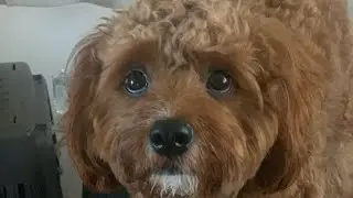 My Cavapoo Zoomies Are The Best 🏆