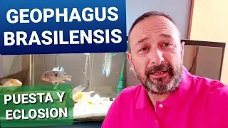 GEOPHAGUS BRASILENSIS FICHA TECNICA ESPAÑOL