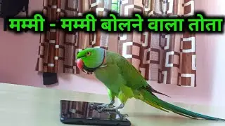 Koyal Ke Jese Bolta Tota - Mitthu Mitthu - Talking Parrot - Mummy Bolne Wala Tota - Papa Bolunga