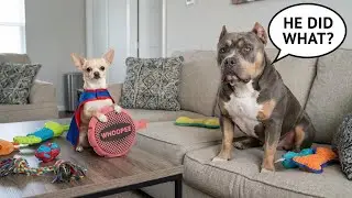 This Chihuahua Thinks He&rsquo;s the Boss 😭🐶 | Funny Dog Prank