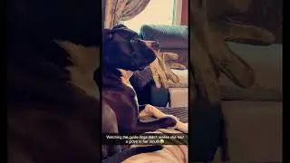 Funny Dog Video: Watching Guide Dogs, But This Dog Steals the Show!#funnydog #doghumor