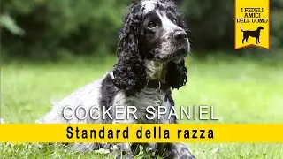 Cocker Spaniel - Standard della razza
