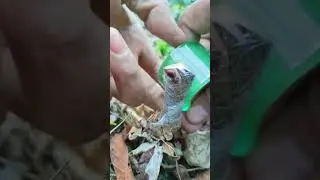 Best method and unique ideas for the grafting of fruit trees #grafting #plants #garden #tree​