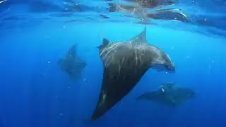 Whale Shark & Manta Aggregation