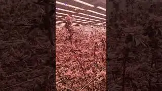 Inside a Plant Propagation Room | Clone Care & Growth Stages Explained | Part-3