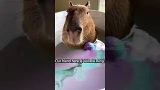 Capybara Chill Mode: Bath Bomb Bubble Bath