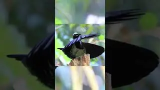 Victoria's Riflebird courting display