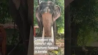 Famous Elephants in Kerala # Kerala special #